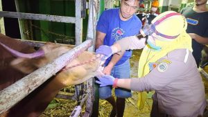 85 Ekor Sapi dari Sulawesi Dipastikan Bebas PMK