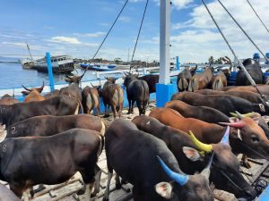 Atasi Penyakit Mulut Dan Kuku, Pemerintah Akan Berikan Vaksin Pada  800 Ribu Hewan Ternak