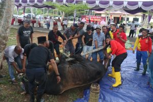 Polda Kepri Dan Jajaran Kurban 53 Ekor Sapi Dan 37 Ekor Kambing