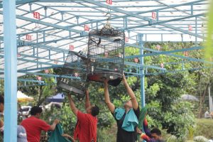 Semarakkan HUT ke 51, BP Batam Gelar Lomba Burung Berkicau