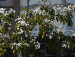 Bunga Tabebuya Bermekaran di Batam Center, Warga Antusias  Dijadikan Tempat Berswafoto