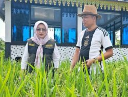 Kepala Dinas KP2KH Kepri Apresiasi Budidaya Padi di Pekarangan Rumah Ady Indra Pawennari Bendahara PWI Kepri