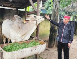 Gelar Penyembelihan Hewan Qurban di Batam, Ketua BPW KKSS Kepri Serahkan 1 Ekor Sapi