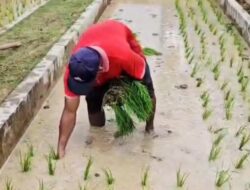 Warga Tanjungpinang Sukses Menanam Padi di Pekarangan Rumah, Kini Tanam Padi Yang ke Enam Kalinya