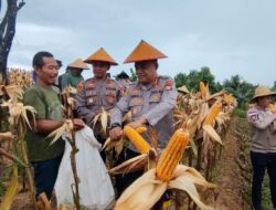Polresta Barelang Gelar Panen Raya Jagung Kuartal IV Dukung Swasembada Pangan Tahun 2025 di Setokok Kota Batam