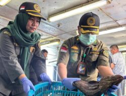 Tembus Pasar Internasional, Natuna Ekspor 8,3 Ton Ikan ke Hong Kong