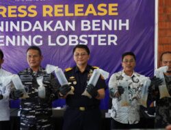 Gagalkan Penyelundupan 231 Ribu BBL, Bea Cukai Batam Lepasliarkan Benih Lobster di Perairan Kepri