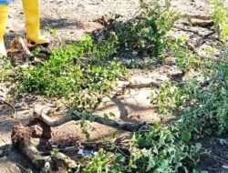 CCTV Jadi Kunci! Misteri 59 Bugenvil di Batam Rusak dan Hilang, Pelaku Diduga Beraksi Sistematis