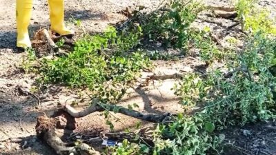 CCTV Jadi Kunci! Misteri 59 Bugenvil di Batam Rusak dan Hilang, Pelaku Diduga Beraksi Sistematis
