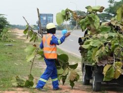 BP Batam Angkat Bicara Usai Pohon Jati Emas Dibabad Misterius
