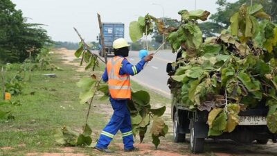 BP Batam Angkat Bicara Usai Pohon Jati Emas Dibabad Misterius