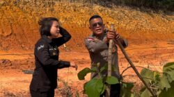 Polisi Buru Pelaku Perusakan Pohon Jati Emas di Batam, Terancam Penjara 2,6 Tahun dan Denda Rp200 Juta
