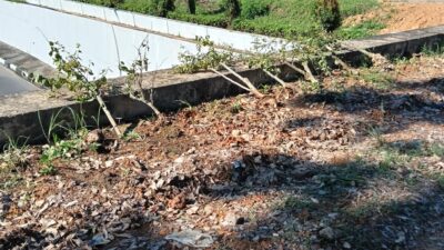 59 Tanaman Bugenvil di Batam Rusak dan Hilang, BP Batam Akan Tindak Pelaku
