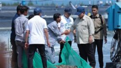 NEWS VIDEO: Presiden Prabowo Hadiri Panen Raya Udang di Kebumen, Produksi Capai Standar Dunia