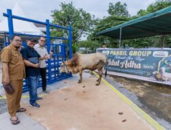 Sambut Idul Adha 1447 H, Panbil Group Salurkan 10 Sapi dan 14 Kambing untuk Warga Batam