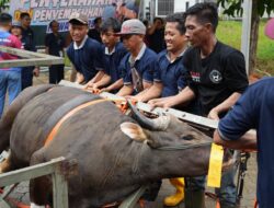 Idul Adha 1447 H, BP Batam Sembelih 33 Hewan Kurban dan Bagikan Ribuan Paket Daging