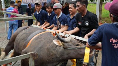 Idul Adha 1447 H, BP Batam Sembelih 33 Hewan Kurban dan Bagikan Ribuan Paket Daging