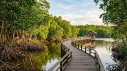 Polisi: Perusak Hutan Mangrove Terancam Pidana dan Denda Miliaran, Bagaimana Kondisi di Batam?