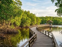 Polisi: Perusak Hutan Mangrove Terancam Pidana dan Denda Miliaran, Bagaimana Kondisi di Batam?