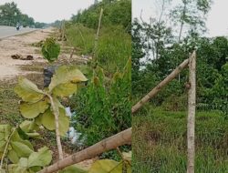 HEBOH! Ratusan Pohon Jati Emas di Batam Dibabat Misterius. Siapa Pelakunya?