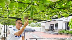 Bosan Teras Rumah Terasa Gerah? Coba Pasang “Kanopi Hidup” Ini!