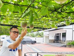 Bosan Teras Rumah Terasa Gerah? Coba Pasang “Kanopi Hidup” Ini!