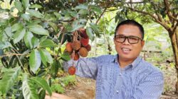 Pulasan: Si “Kembaran” Rambutan yang Membawa Nostalgia 30 Tahun