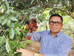 Pulasan: Si “Kembaran” Rambutan yang Membawa Nostalgia 30 Tahun