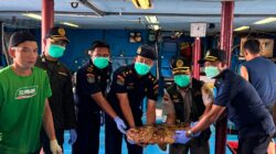 Lolos Pemeriksaan Karantina, 10.362 Ekor Ikan Asal Natuna Kembali Diekspor ke Hong Kong Bernilai Rp1,1 Miliar