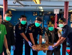 Lolos Pemeriksaan Karantina, 10.362 Ekor Ikan Asal Natuna Kembali Diekspor ke Hong Kong Bernilai Rp1,1 Miliar