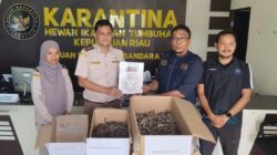 MODUS LICIK! Ribuan Kuda Laut Kering Diselundupkan di Bandara RHF Tanjungpinang