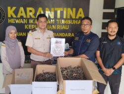 MODUS LICIK! Ribuan Kuda Laut Kering Diselundupkan di Bandara RHF Tanjungpinang
