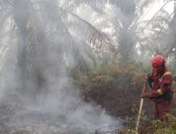 Singapura Surati 7 Perusahaan di Indonesia Terkait Karhutla, Tiga Terafiliasi Grup Sinar Mas