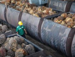 DUH, TERNYATA! 71,1 Persen Kebutuhan Sawit Israel Milik Indonesia Dijual oleh Singapura ke Israel